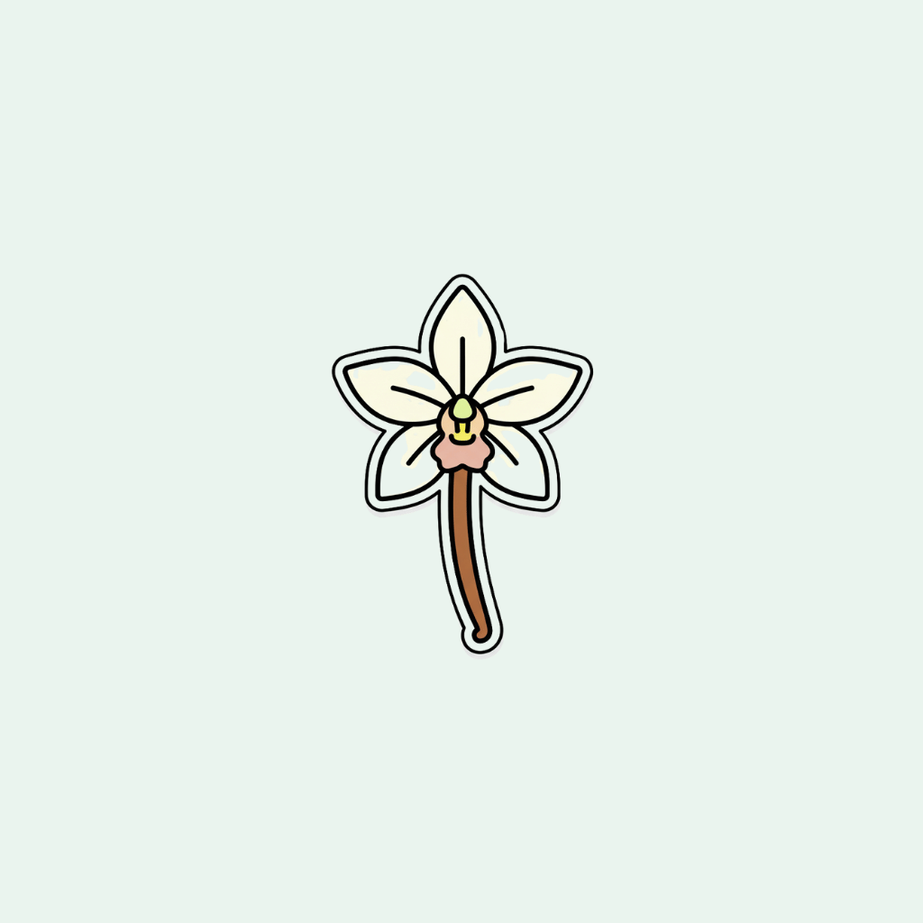 Simple illustration of a vanilla flower with a white background